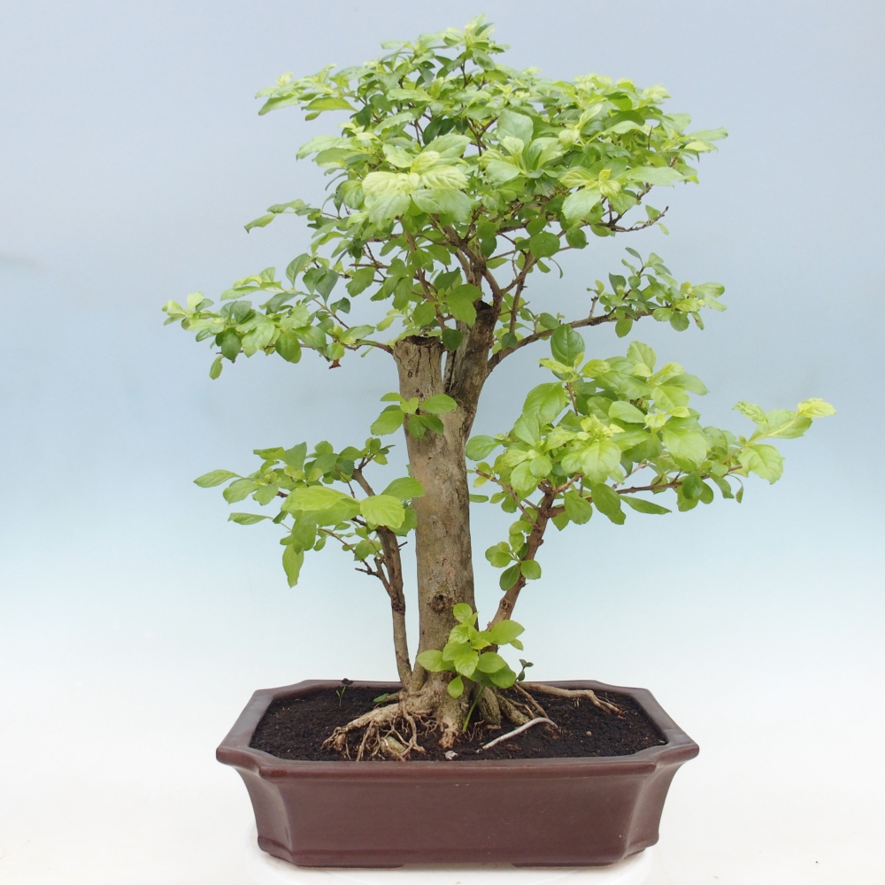 Room bonsai - Duranta erecta Aurea