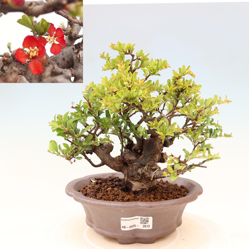 Outdoor bonsai - Chaneomeles speciosa Chojubai
