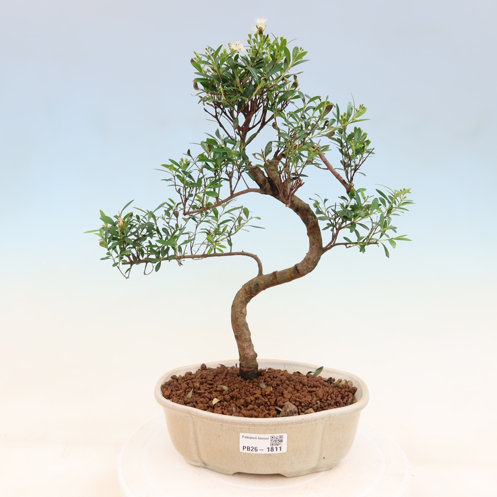 Room bonsai - Syzygium - Pimento