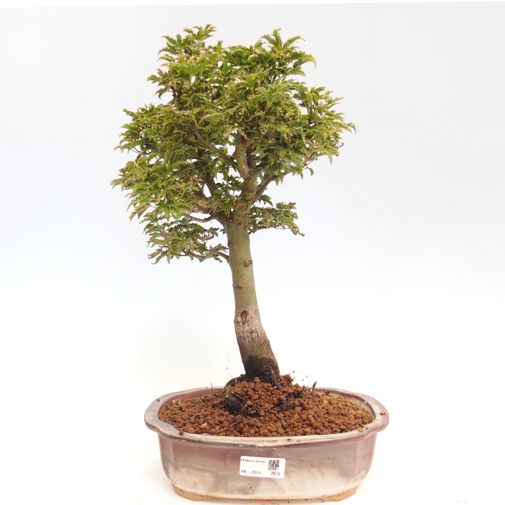 Outdoor bonsai - Acer palmatum Shishigashira maple