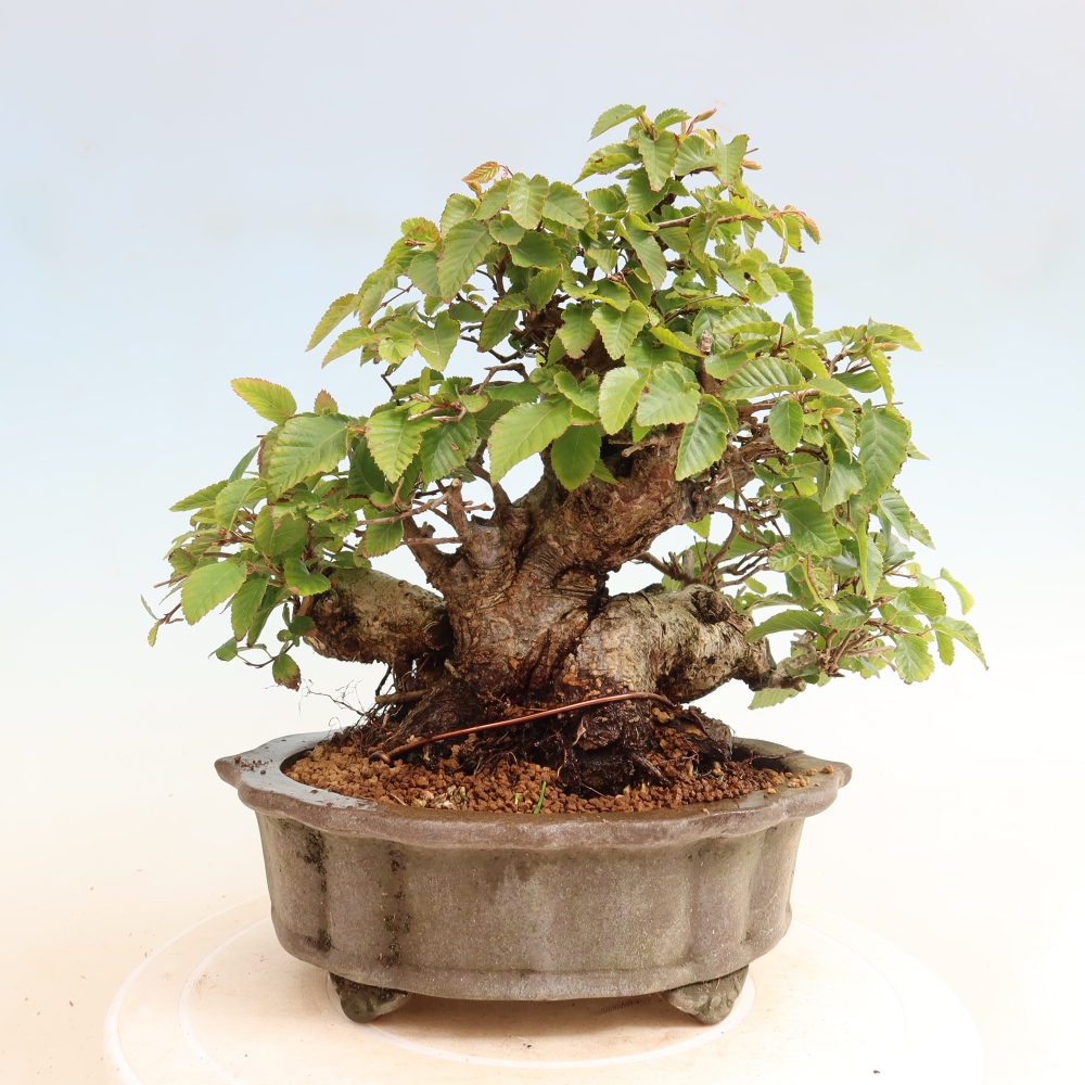 Outdoor bonsai -Carpinus CARPINOIDES - Korean Hornbeam