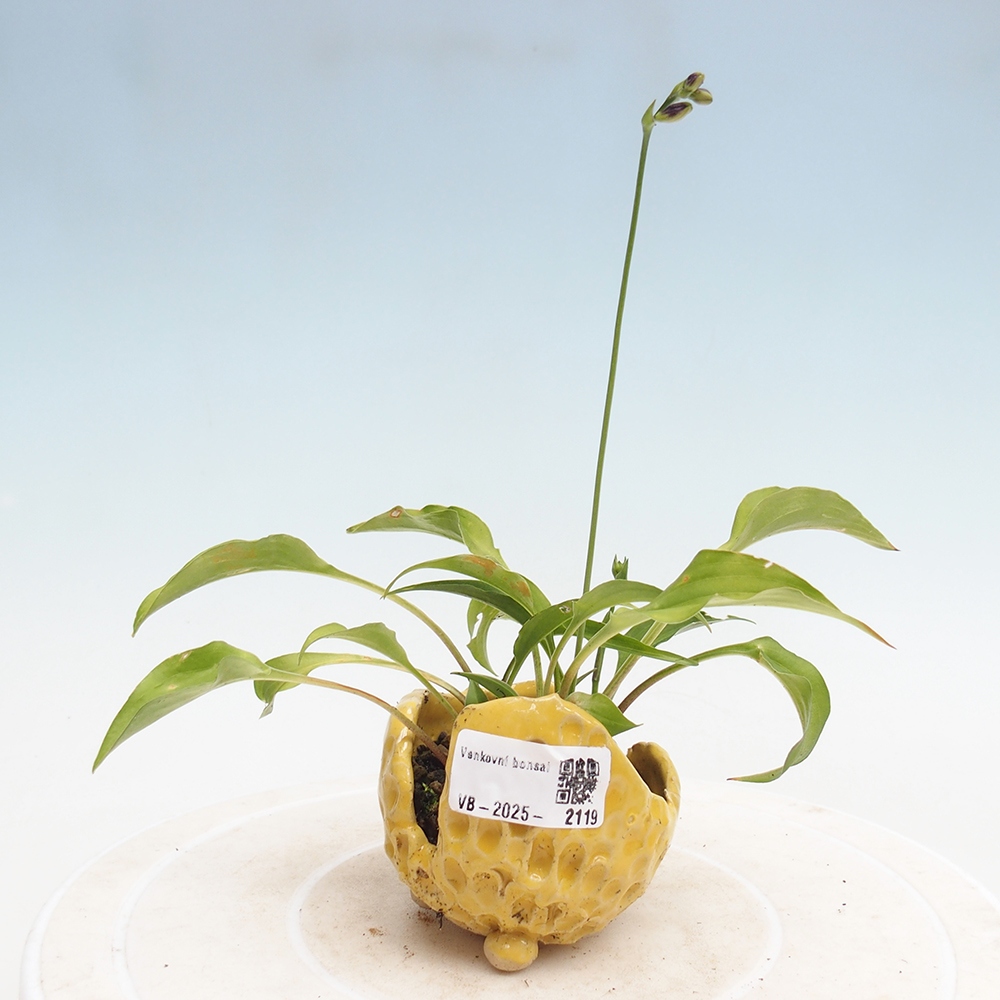 Outdoor bonsai - Mini Hosta - Goddess
