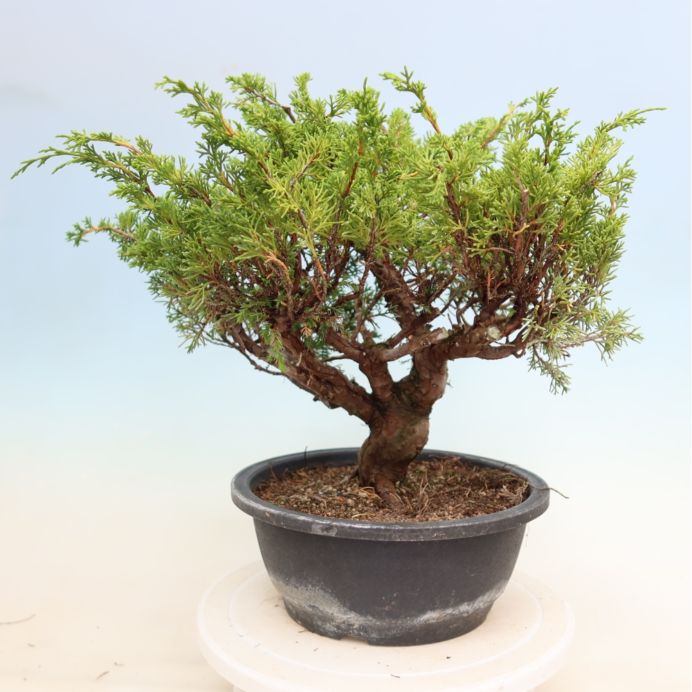 Outdoor Bonsai - Juniperus chinensis Itoigawa - Chinese Juniper