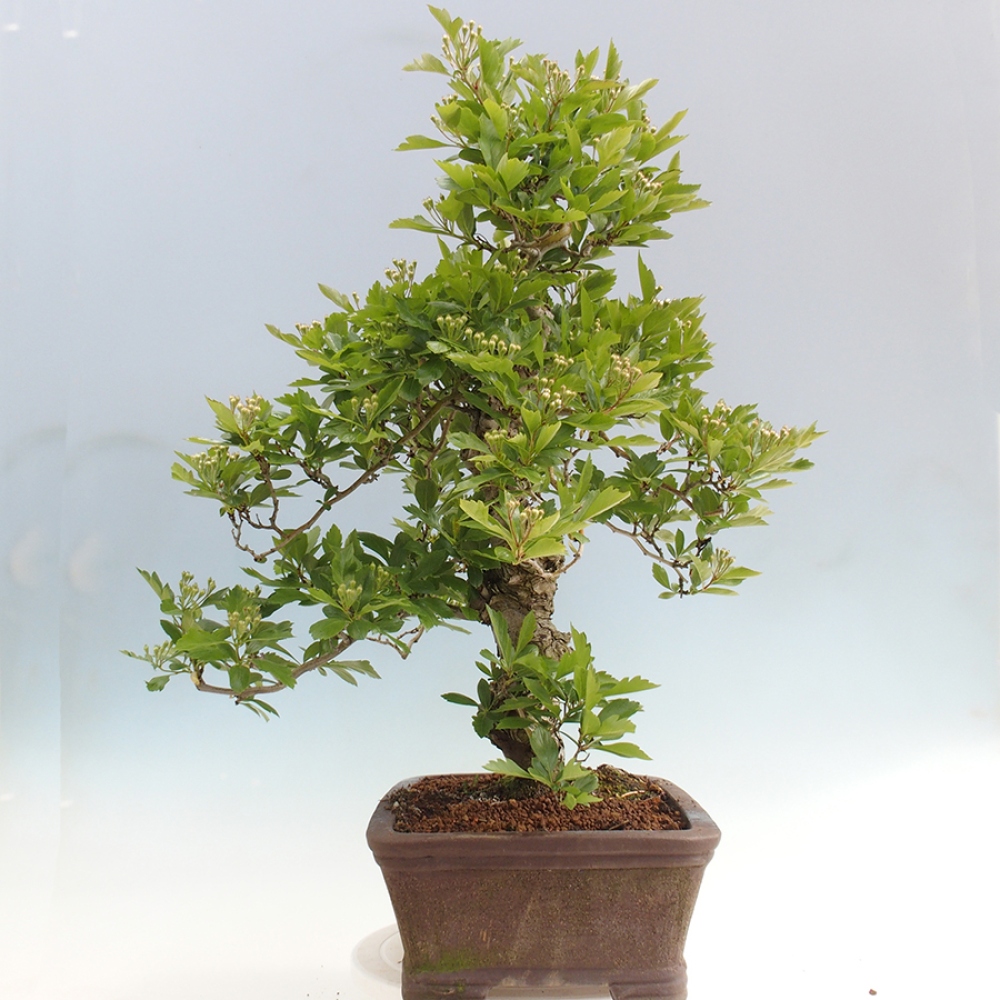 Outdoor bonsai - Hawthorn - Crataegus cuneata