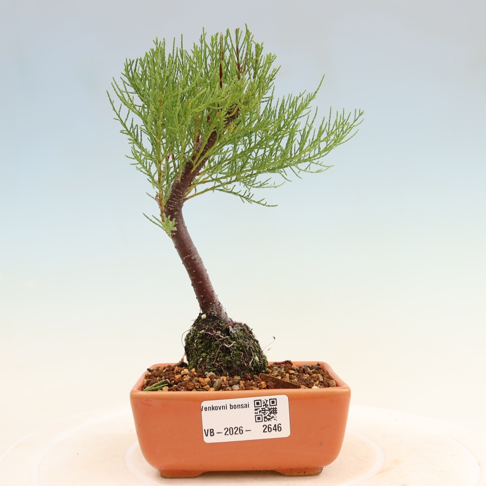 Outdoor Bonsai - Tamarisk - Tamarix