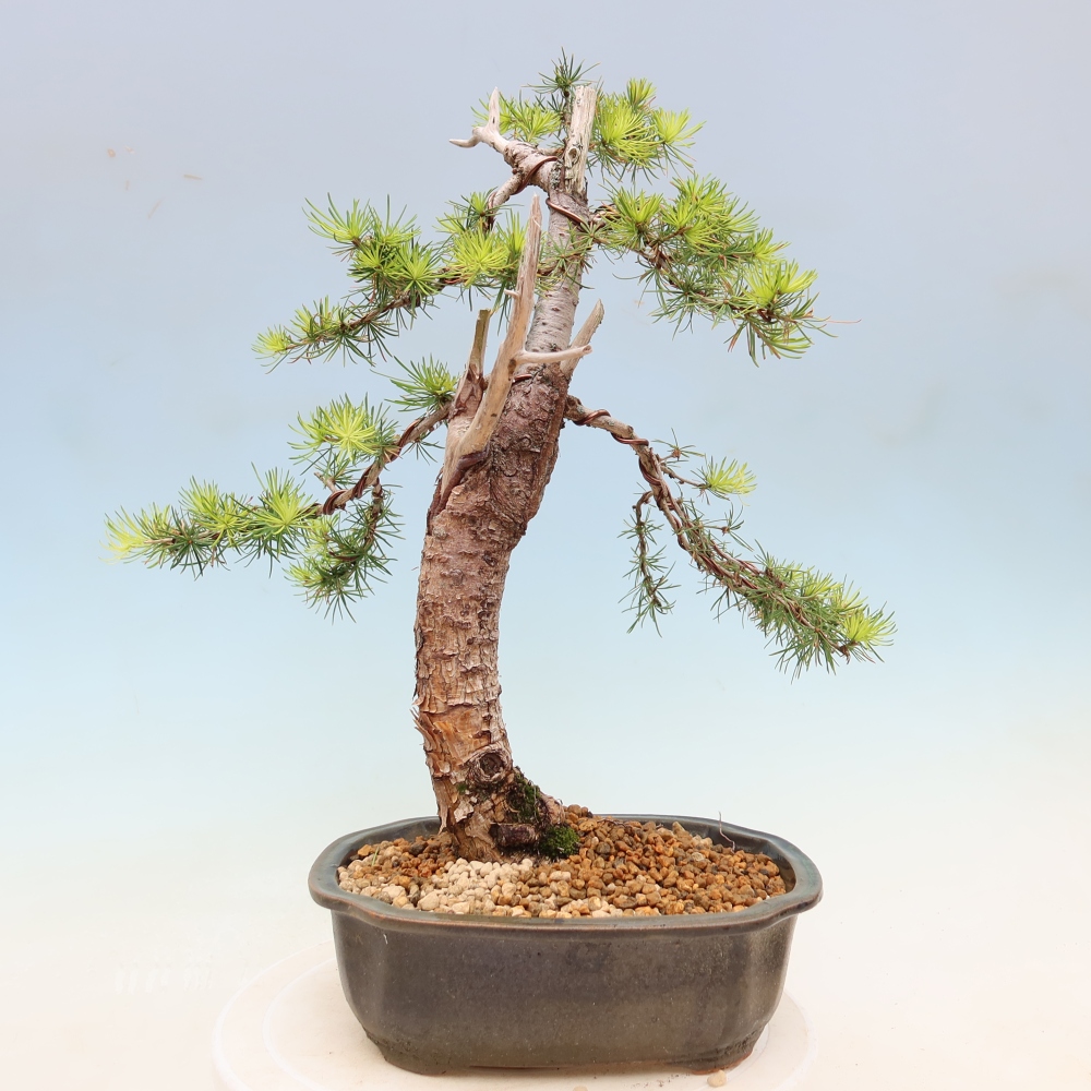 Outdoor bonsai -Larix decidua - Larch