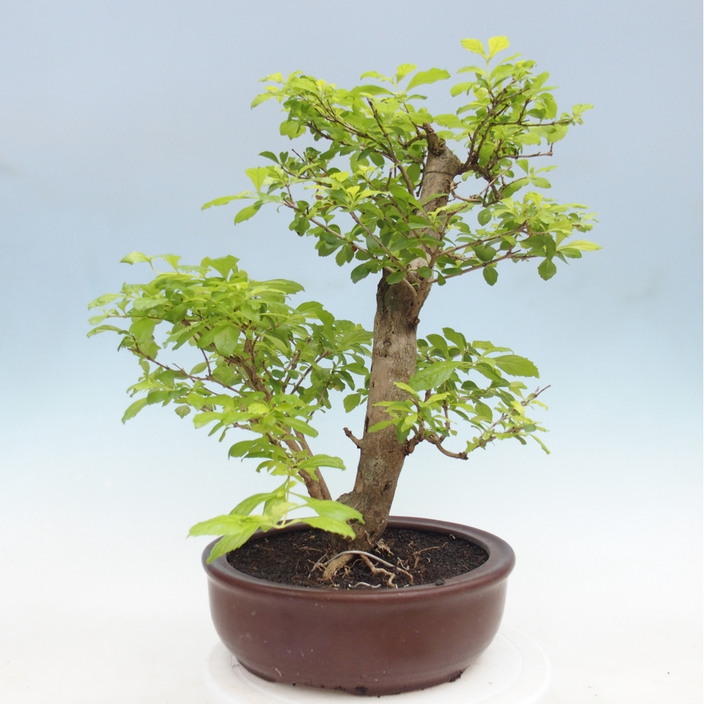 Room bonsai - Duranta erecta Aurea