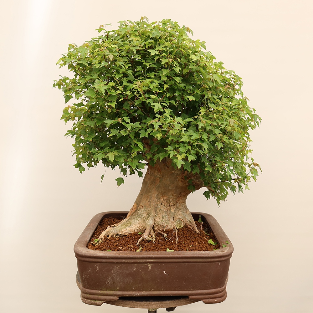 Outdoor bonsai - Maple Burger - Acer Burgerianum