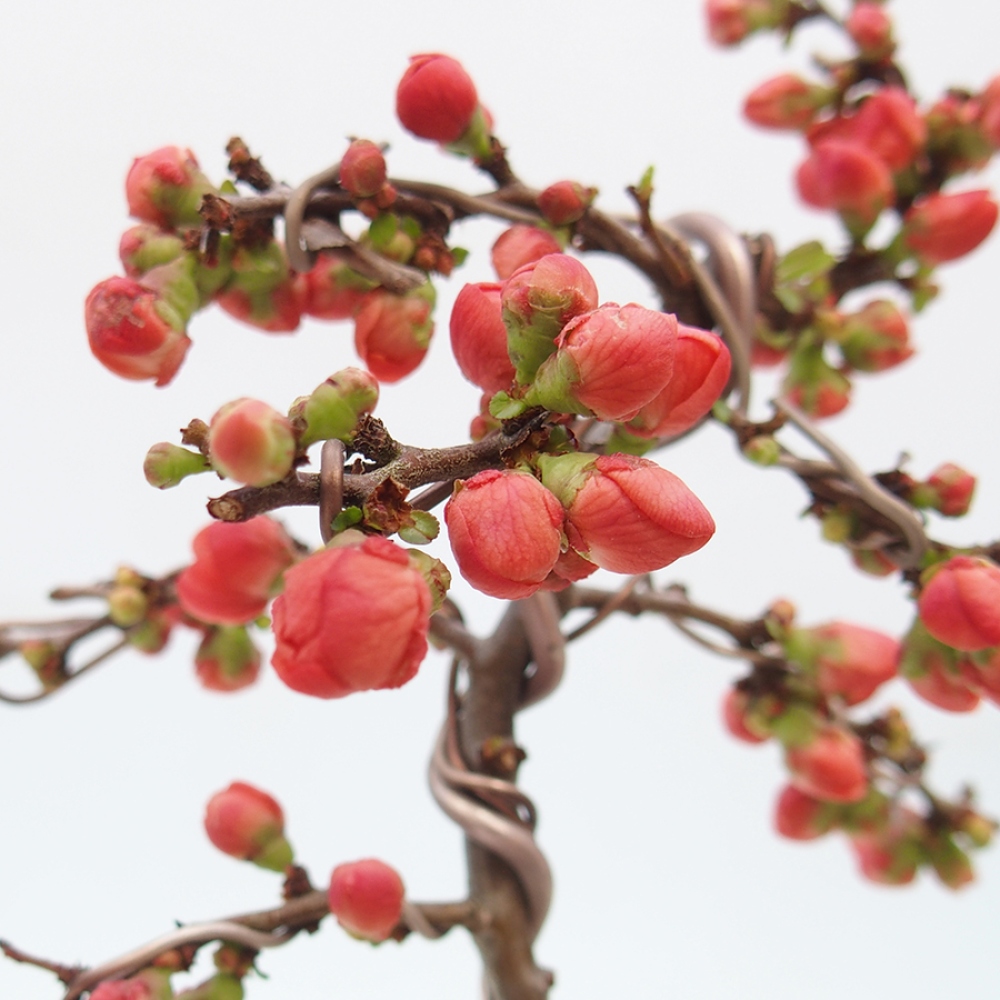 Outdoor bonsai - Chaenomeles with. Red Joy - Quince