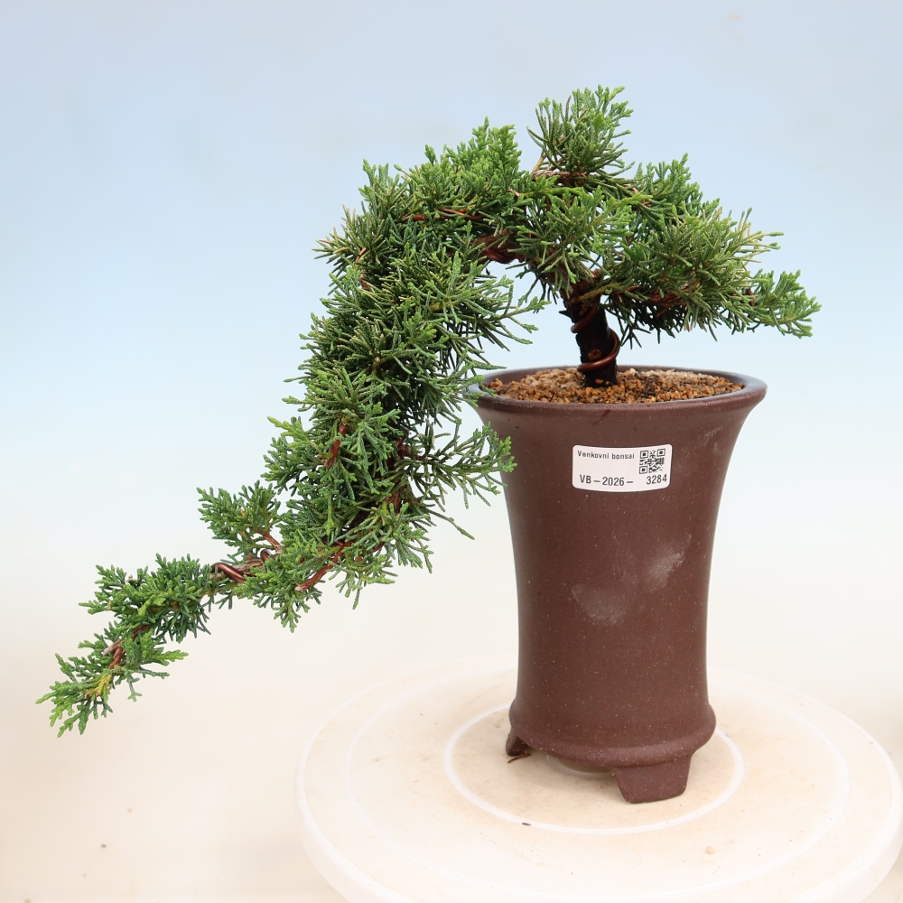 Outdoor bonsai - Juniperus chinensis Kishu