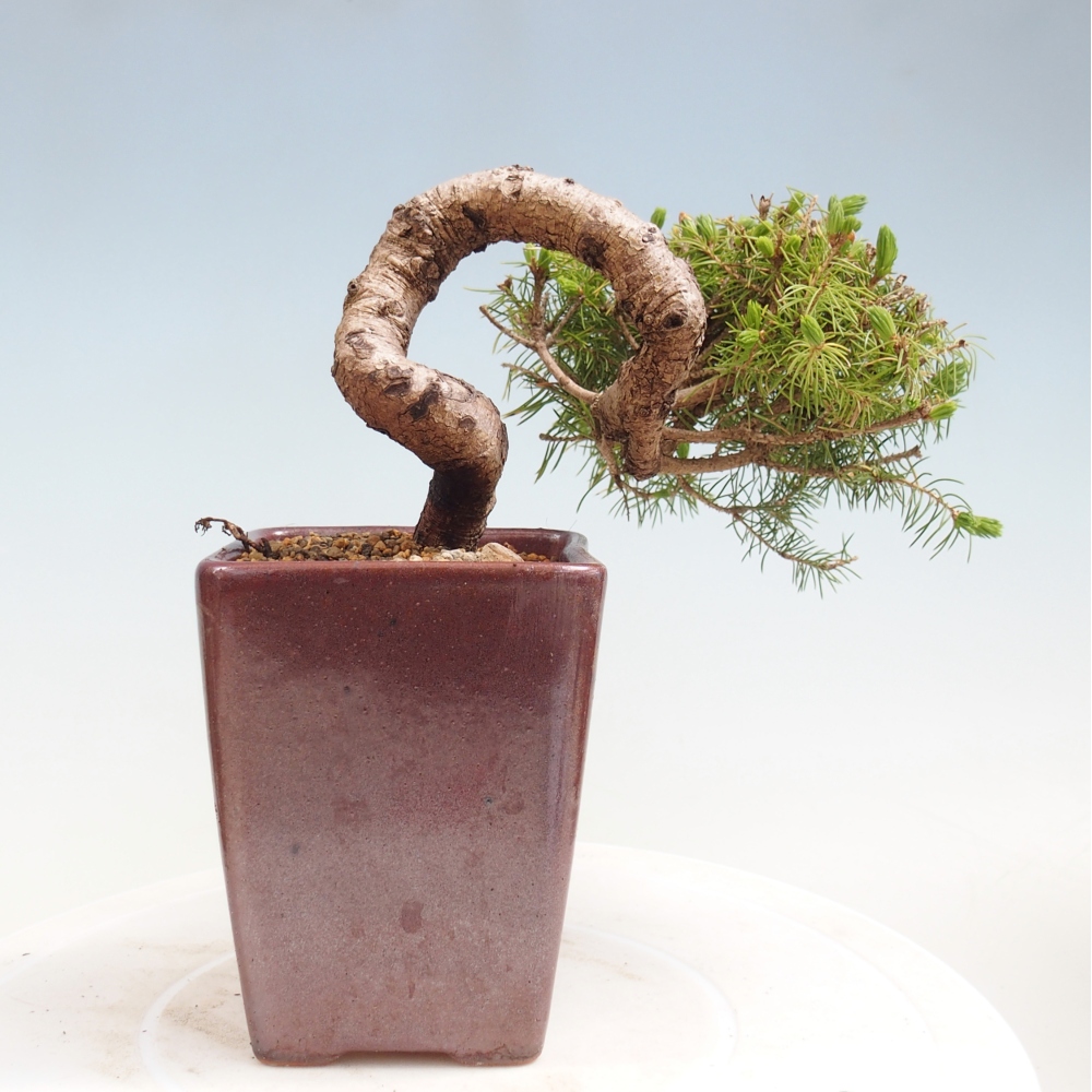 Outdoor bonsai - Spruce - Picea glauca globe