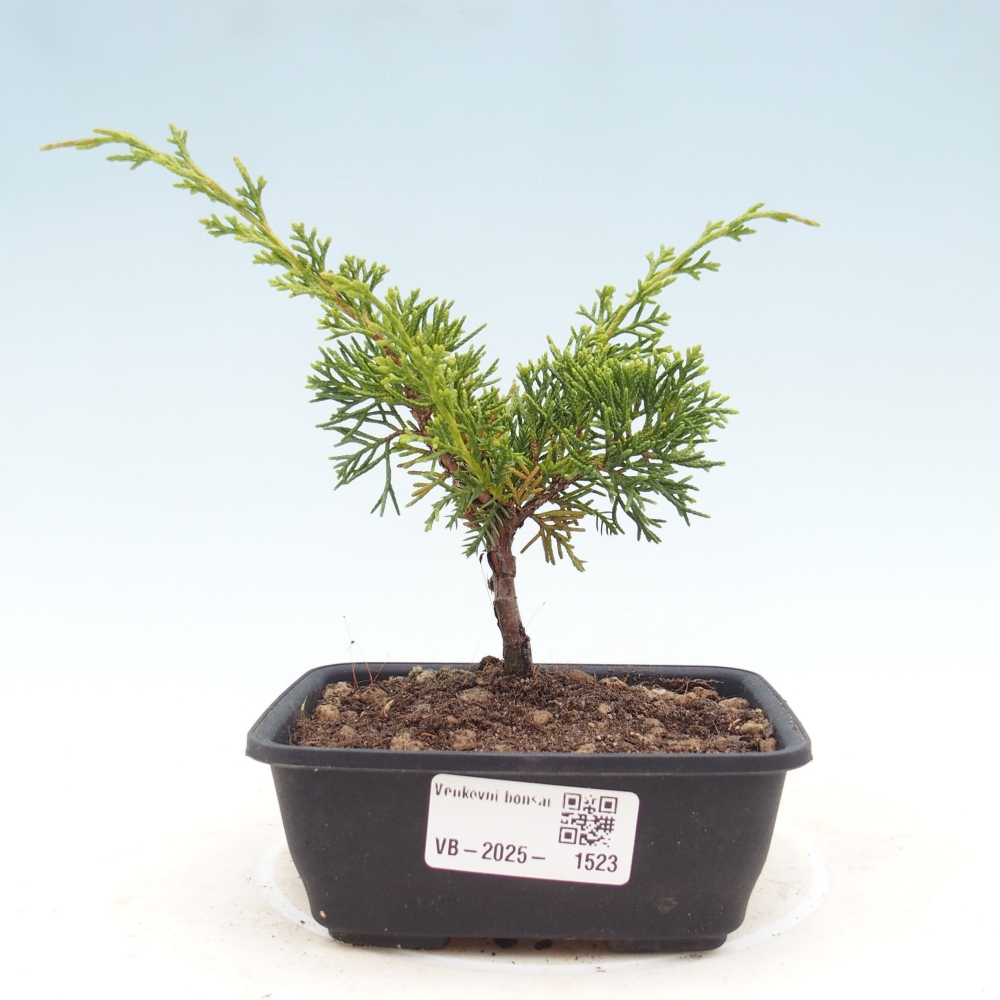 Outdoor bonsai - Juniperus chinensis Itoigawa - Chinese juniper