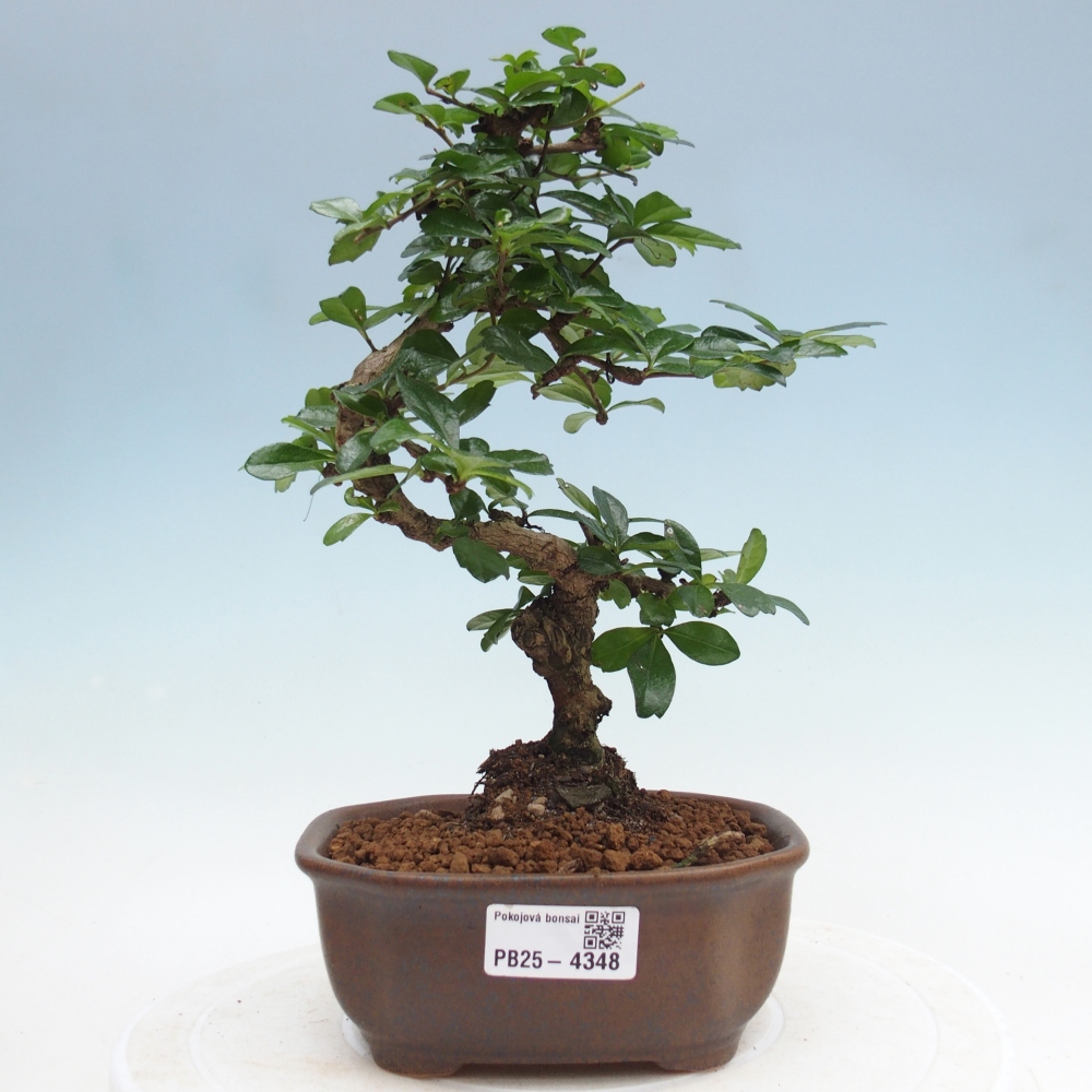 Room bonsai - Carmona macrophylla - Tea fuki
