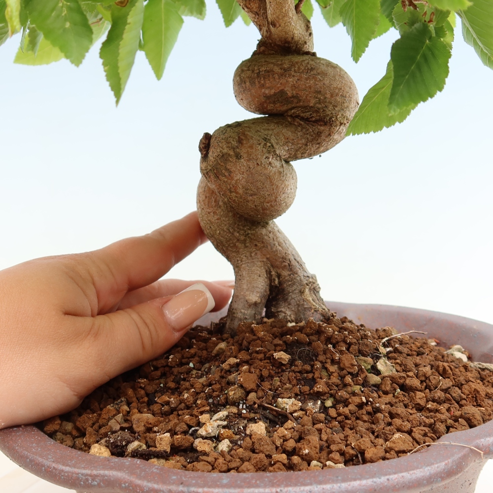 Outdoor bonsai -Carpinus coreana - Korean Hornbeam