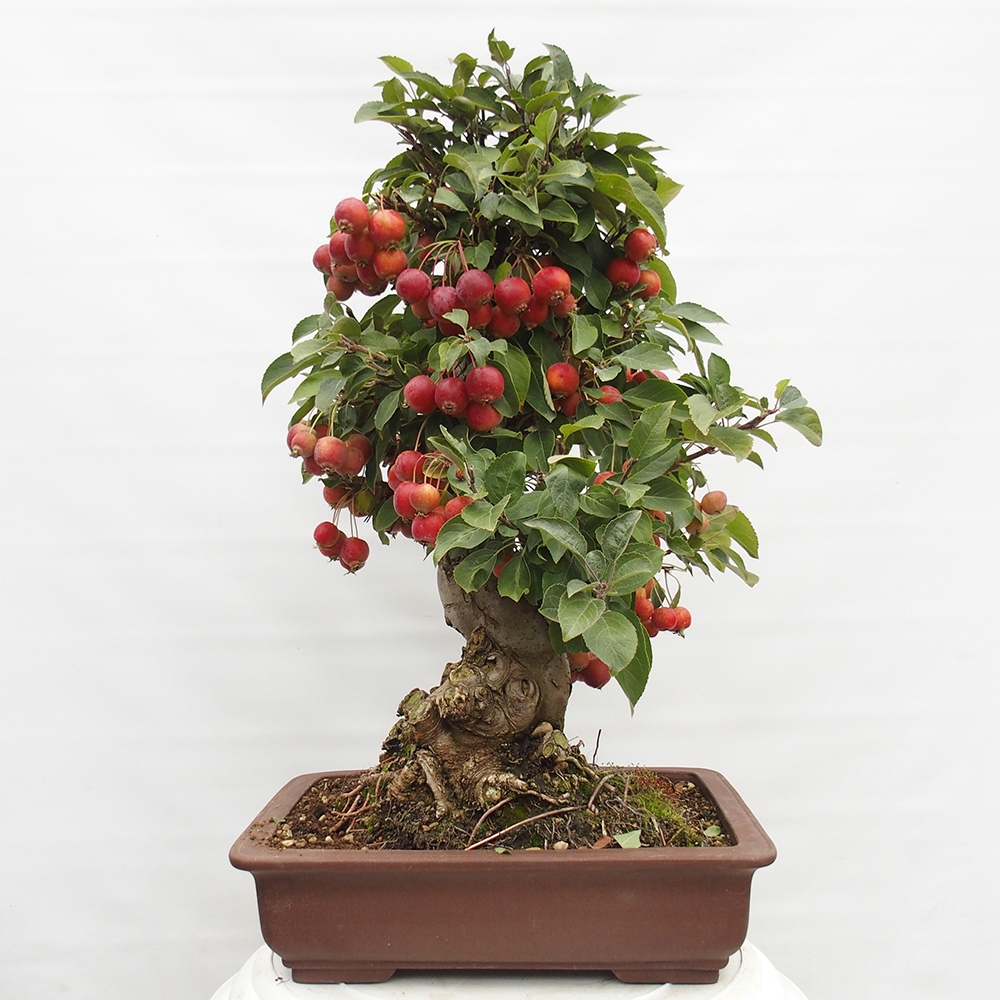 Outdoor bonsai - Malus halliana - Small-fruited apple tree