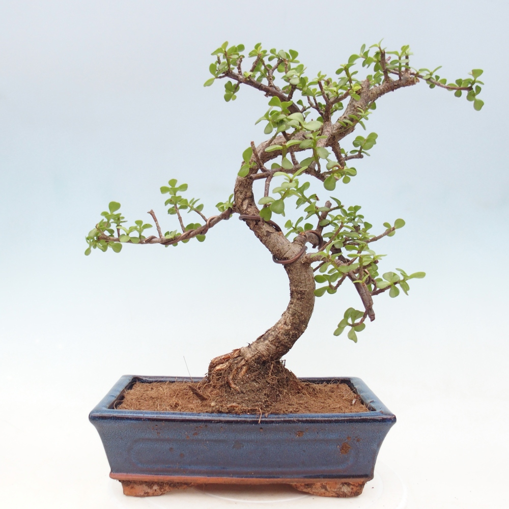 Room bonsai - Portulakaria Afra - Tlustice