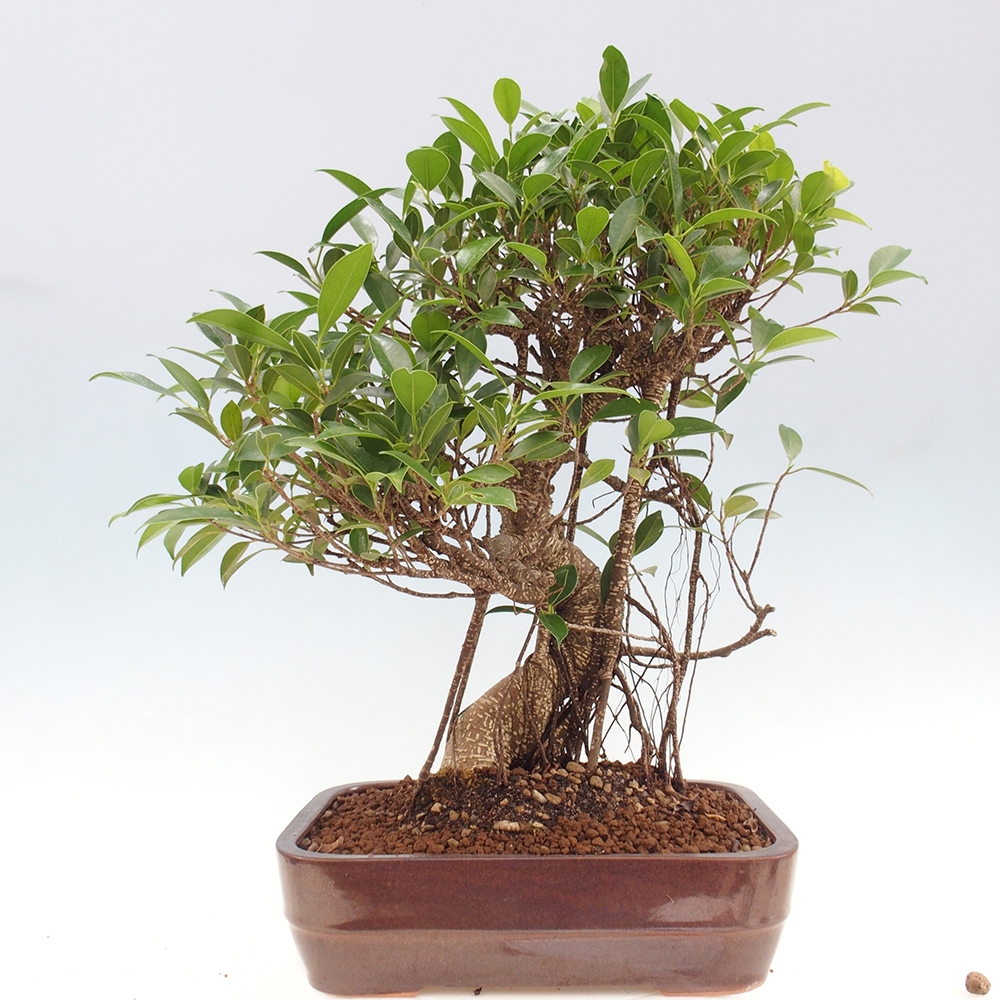 Indoor bonsai - Ficus kimmen - small-leaved ficus