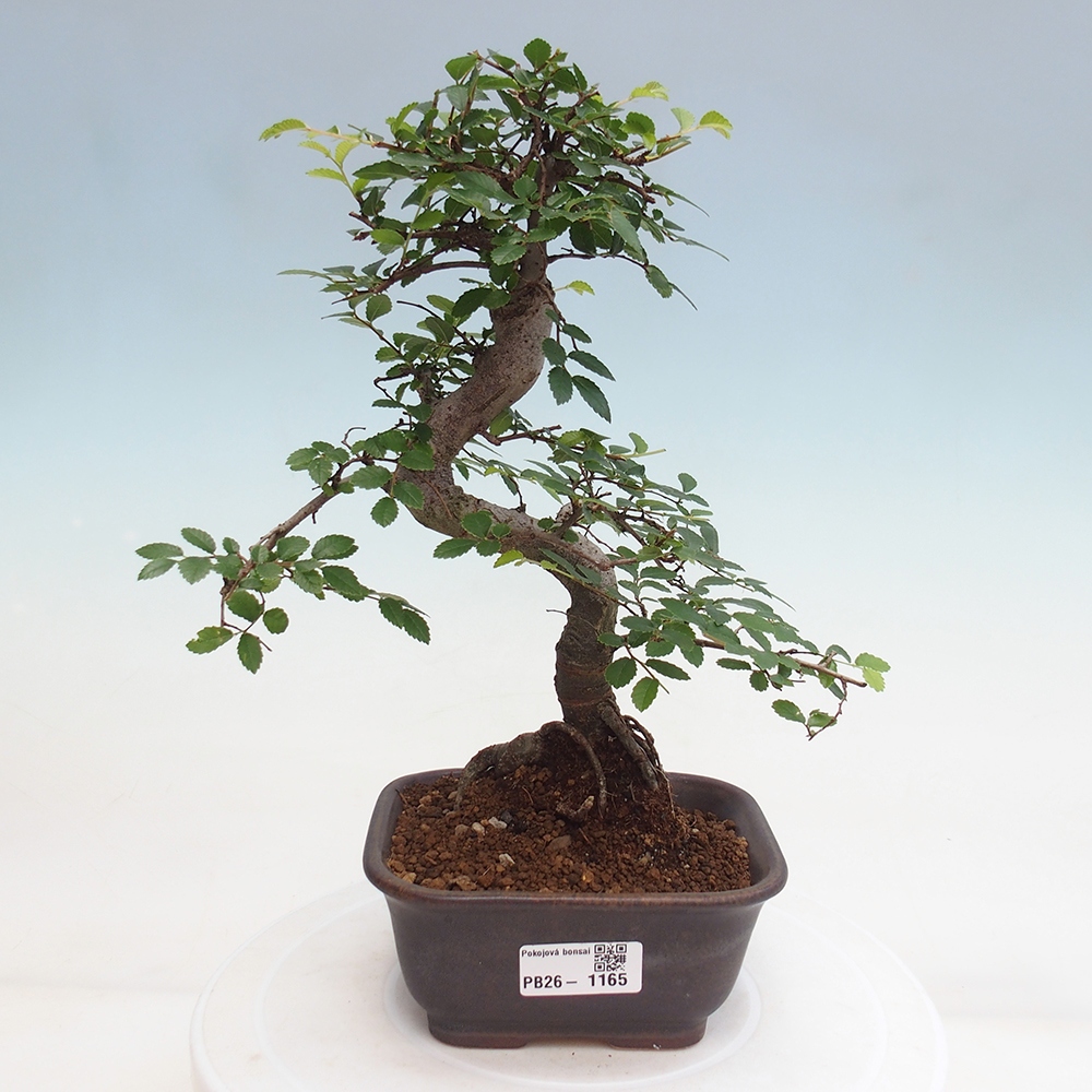 Room bonsai - Ulmus parvifolia - Small-leaved elm
