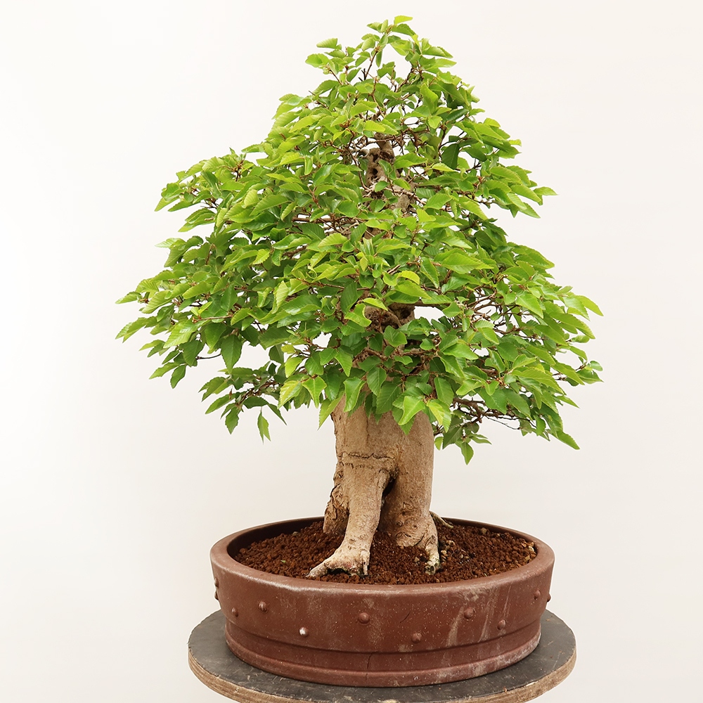 Outdoor bonsai - Carpinus Coreana - Korean hornbeam