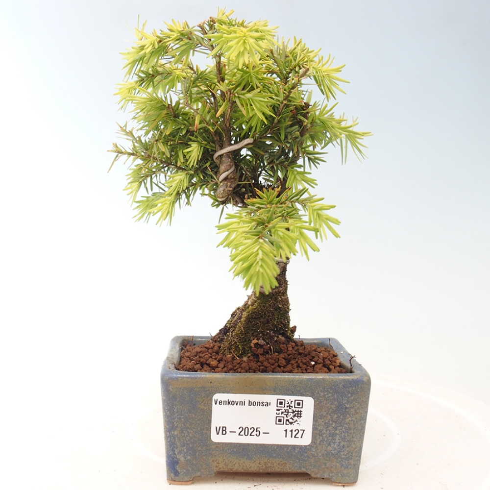 Outdoor bonsai - Tsuga canadensis - Hemlock
