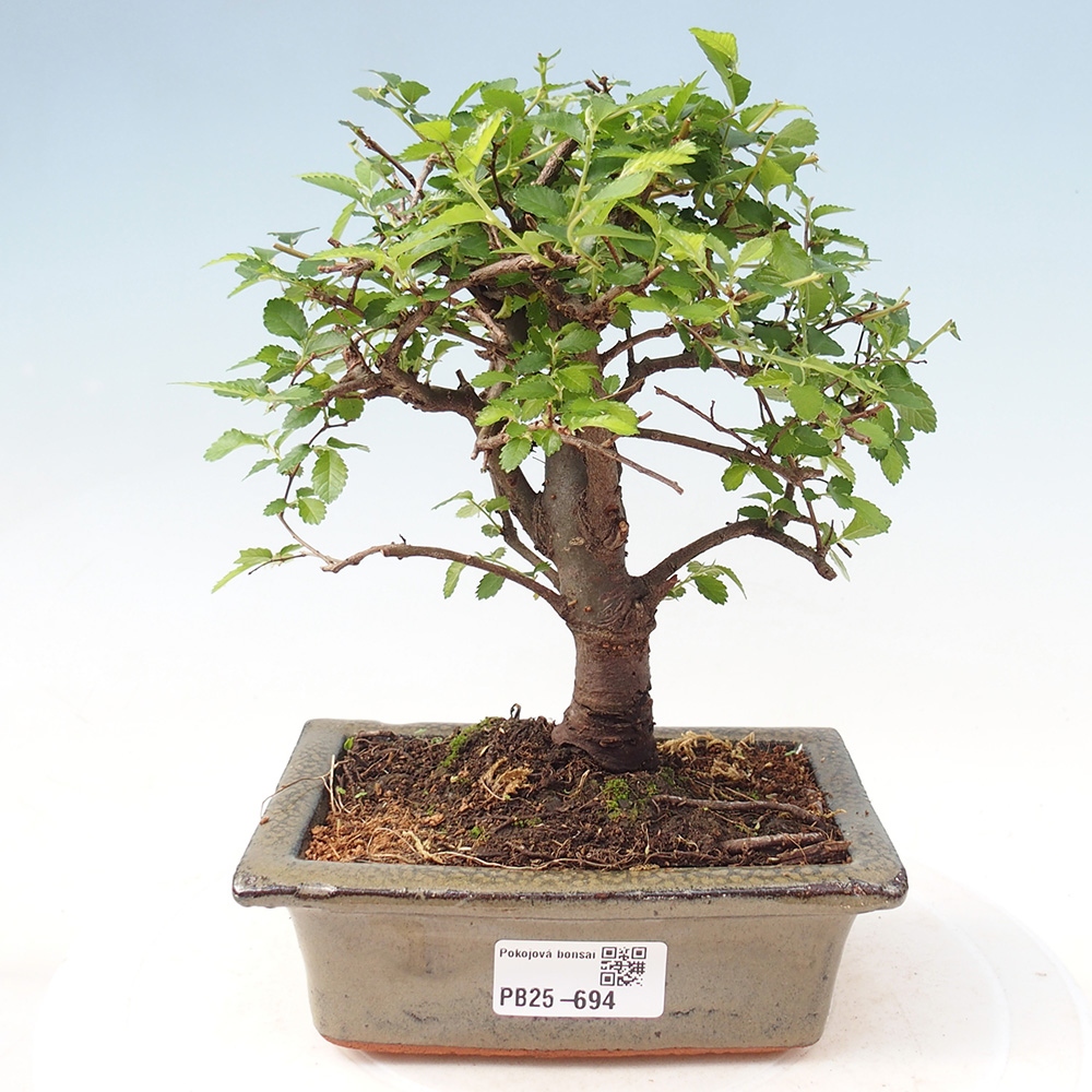 Indoor bonsai - Ulmus parvifolia - Small-leaved elm