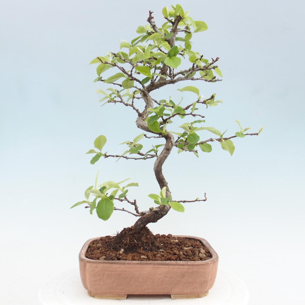 Outdoor bonsai - Chaneomeles chinensis