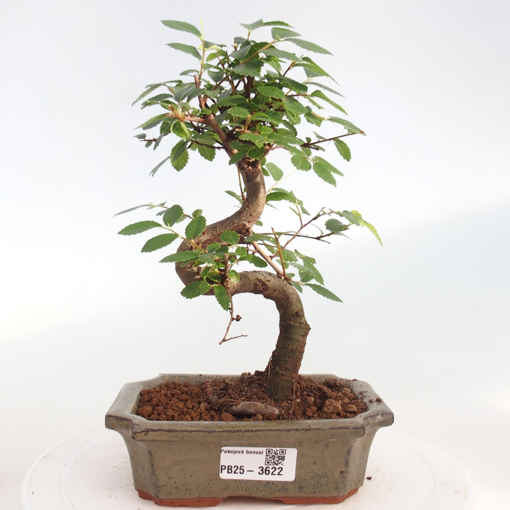 Room bonsai - Ulmus parvifolia - Small-leaved elm
