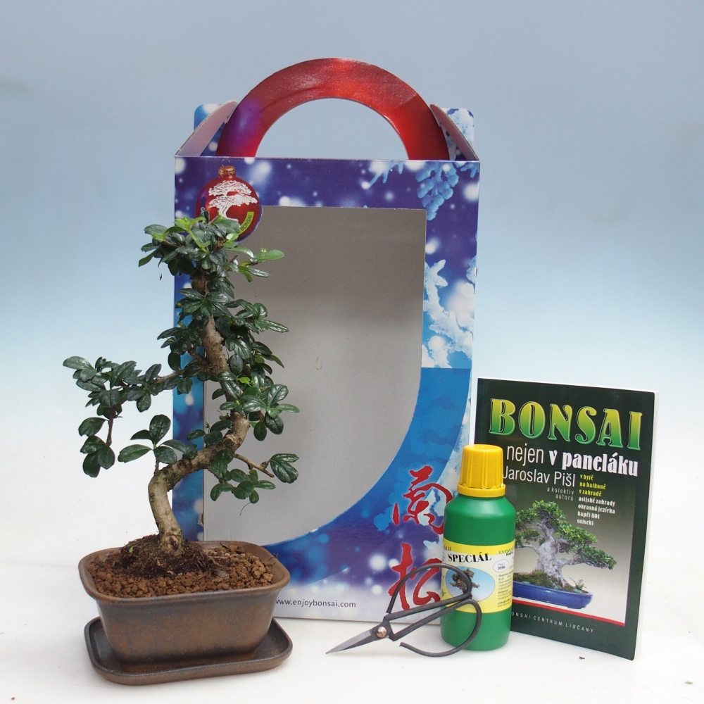 Room bonsai in gift box Carmona microphylla - Tea fuki