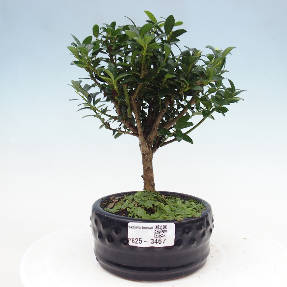 Room bonsai - Ilex crenata - Holly