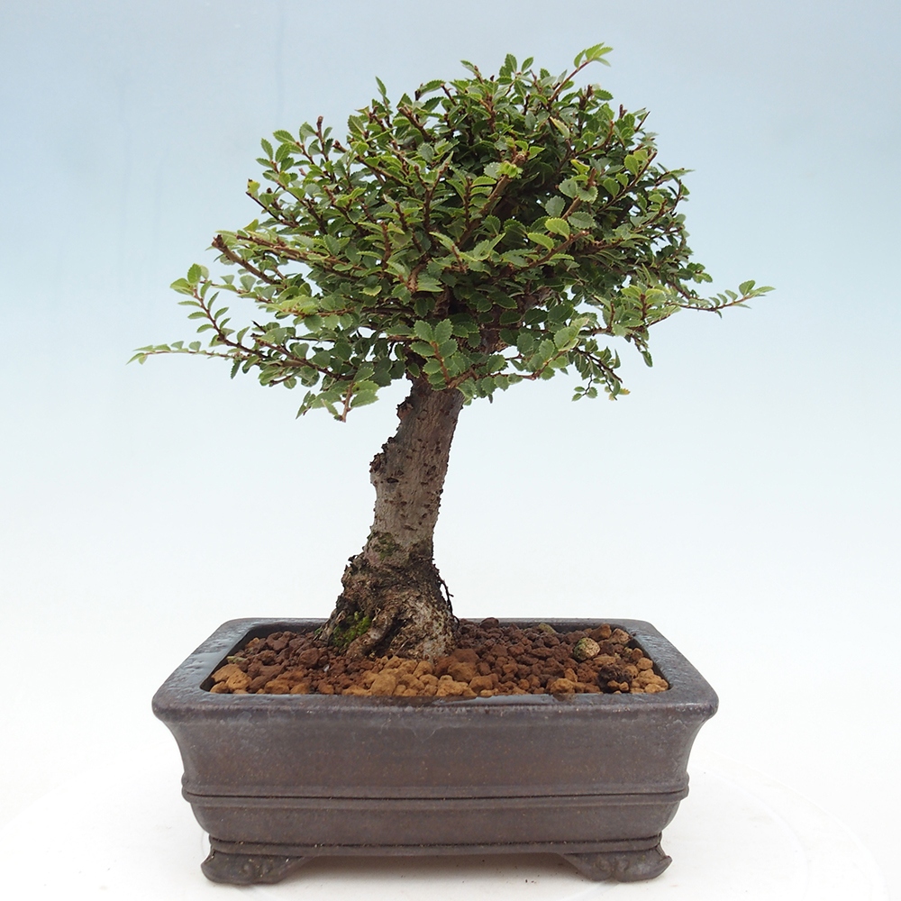 Outdoor bonsai - Ulmus parvifolia Hokkaido - Chinese elm