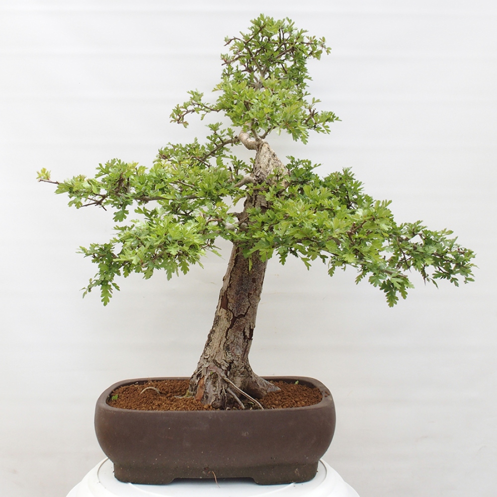 Outdoor bonsai - Hawthorn - Crataegus monogyna