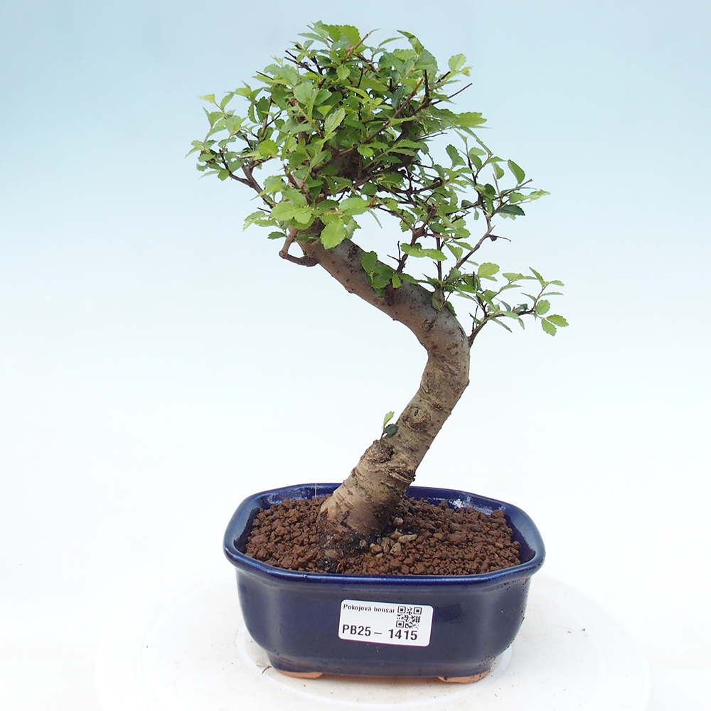 Room Malolistý elm bonsai