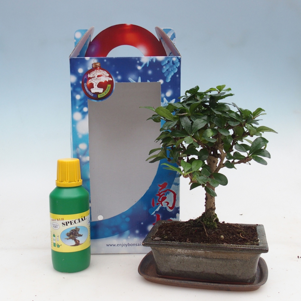 Room bonsai in gift box Carmona microphylla - Tea fuki
