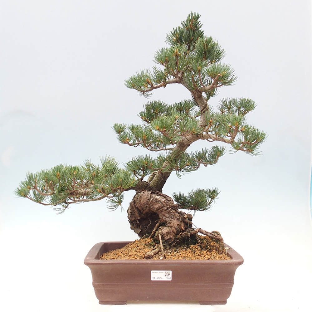 Outdoor bonsai - Pinus parviflora - Pinus parviflora