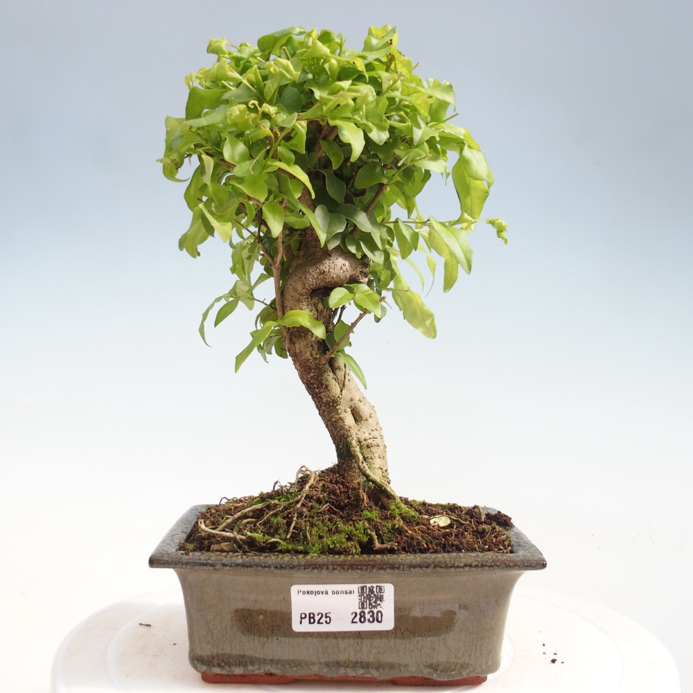 Indoor bonsai - Ligustrum chinensis - Bird's eye view