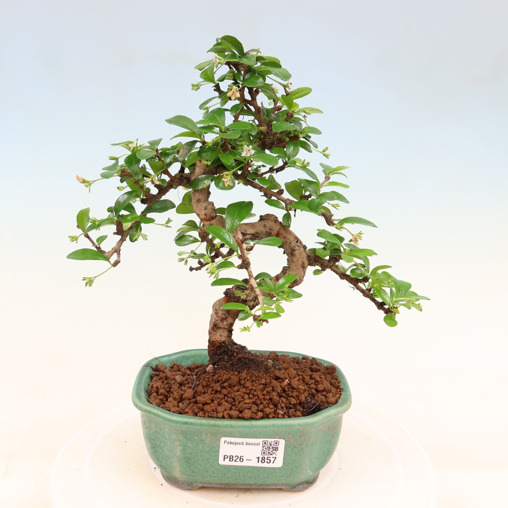 Room bonsai - Carmona macrophylla - Tea fuki