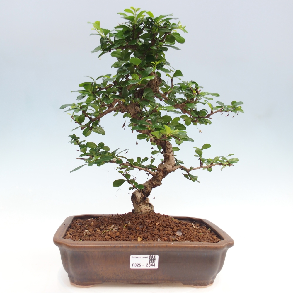 Room bonsai - Carmona macrophylla - Tea fuki