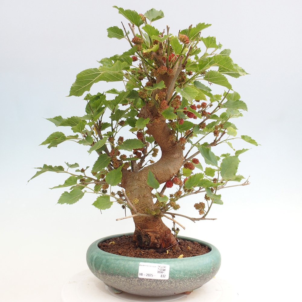 Outdoor bonsai - Morus alba - mulberry