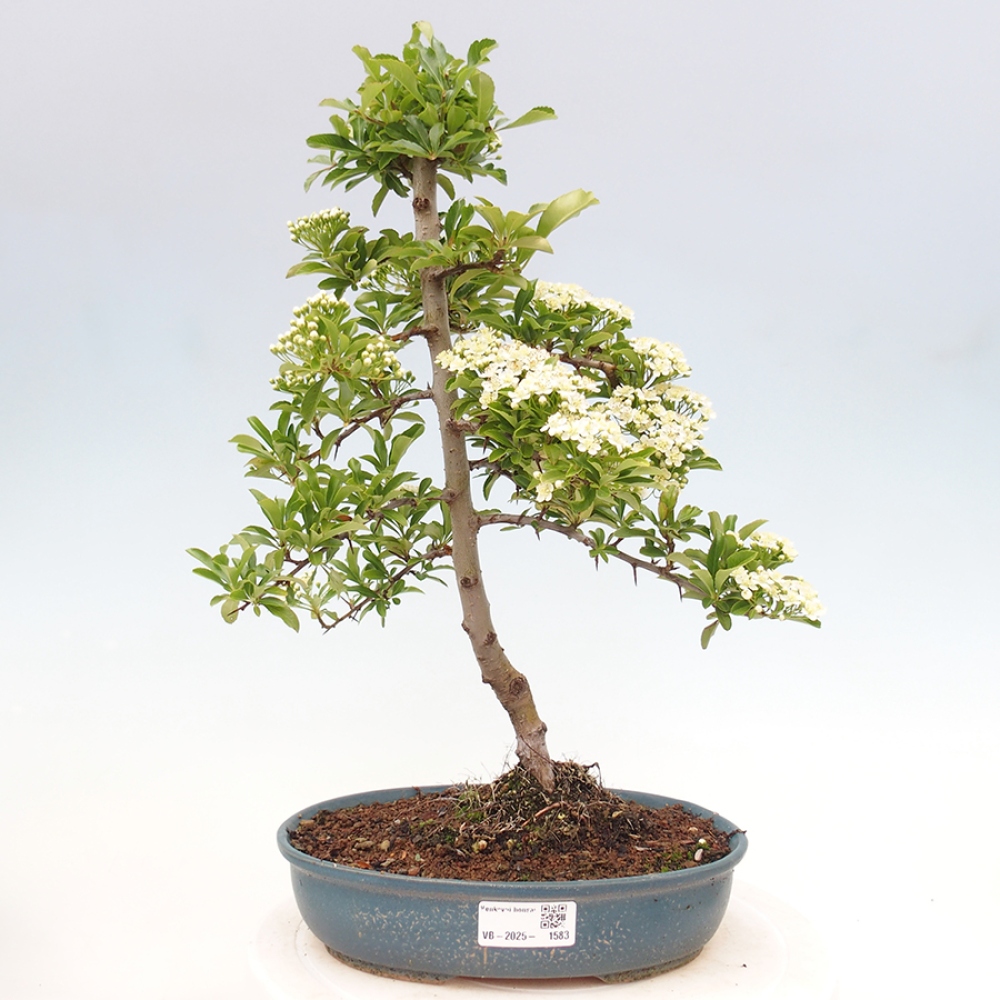 Outdoor Bonsai-Pyracanta Teton -Bakery