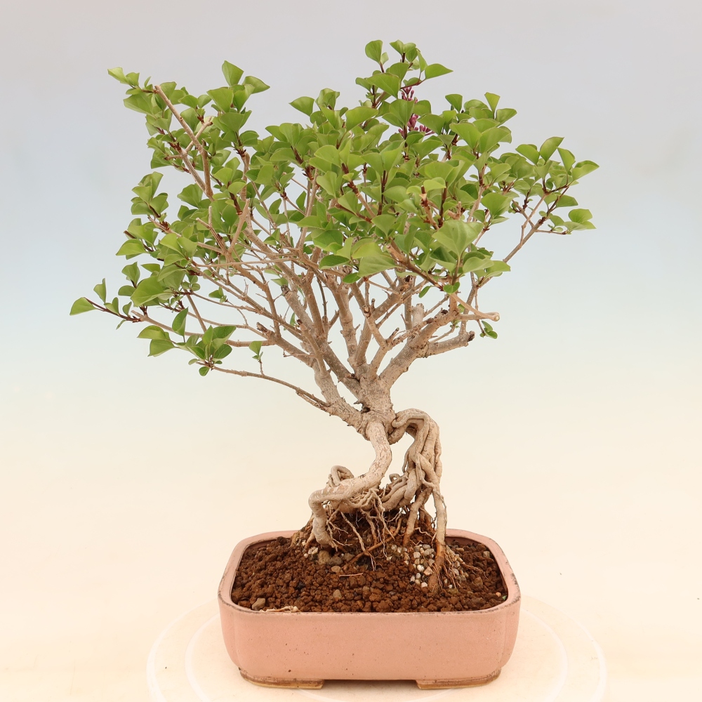 Outdoor bonsai - Syringa microphylla - small-flowered lilac