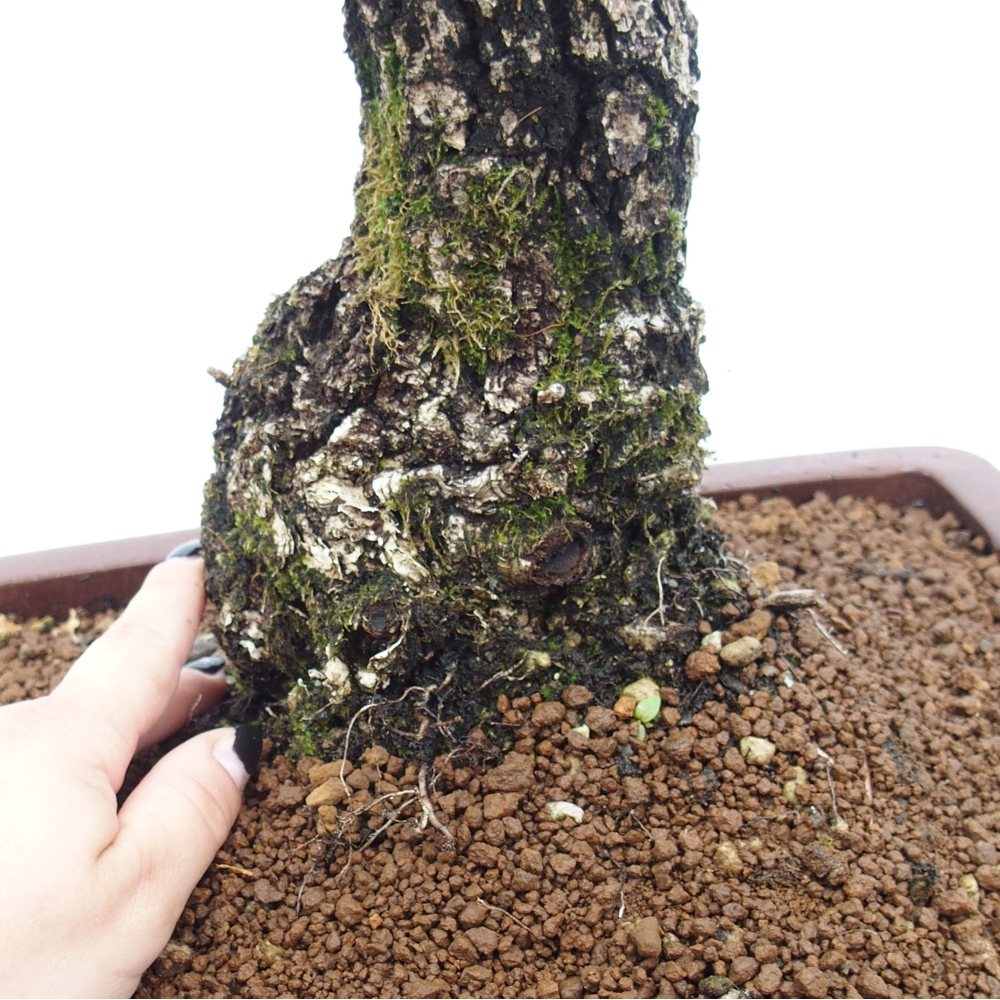 Yamadori - Quercus Ilex - Oak holly