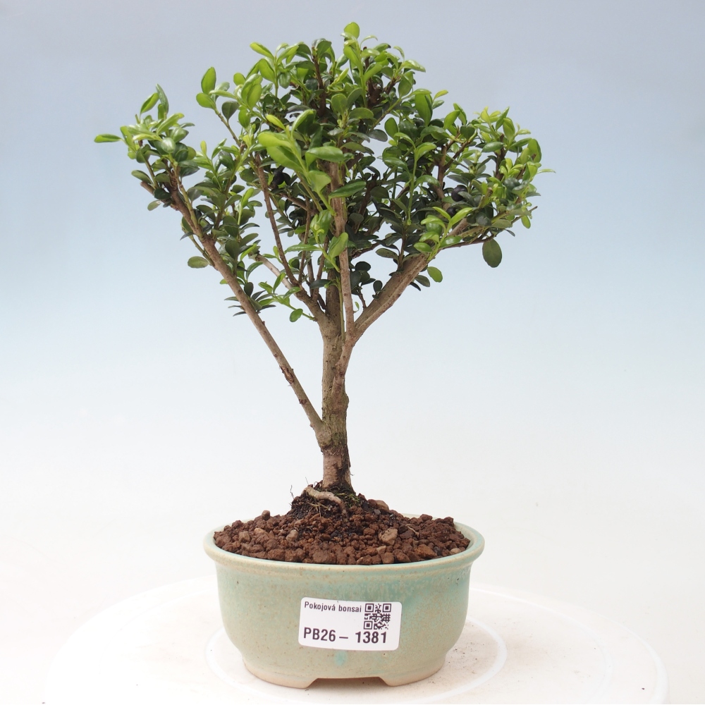 Room bonsai - Ilex crenata - Holly