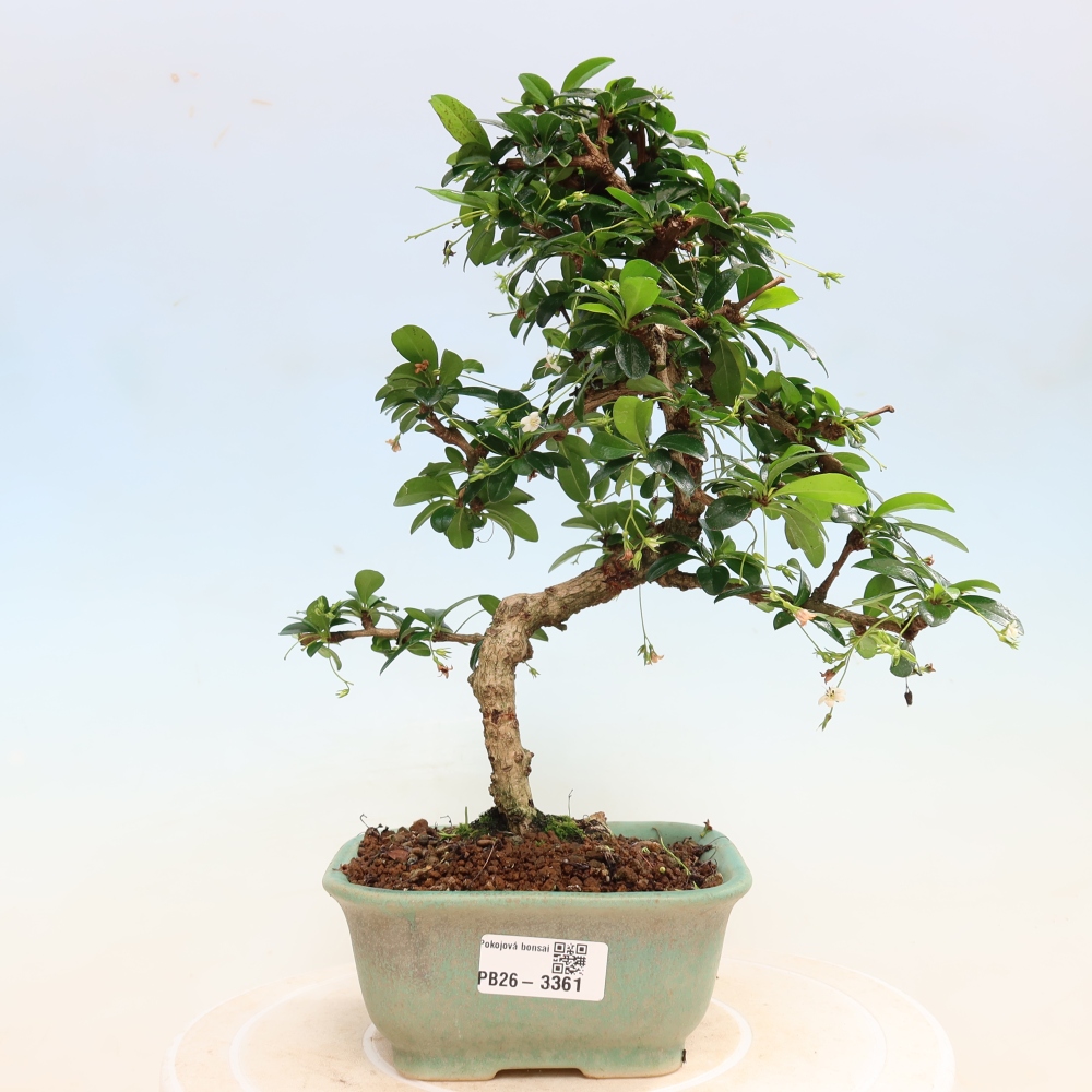 Room bonsai - Carmona macrophylla - Tea fuki