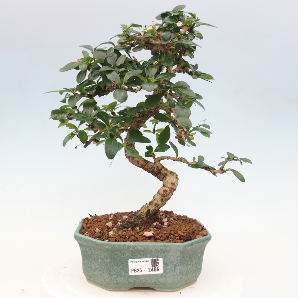 Room bonsai - Carmona macrophylla - Tea fuki