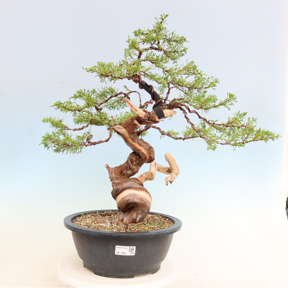 Outdoor Bonsai - Juniperus chinensis Itoigawa - Chinese Juniper