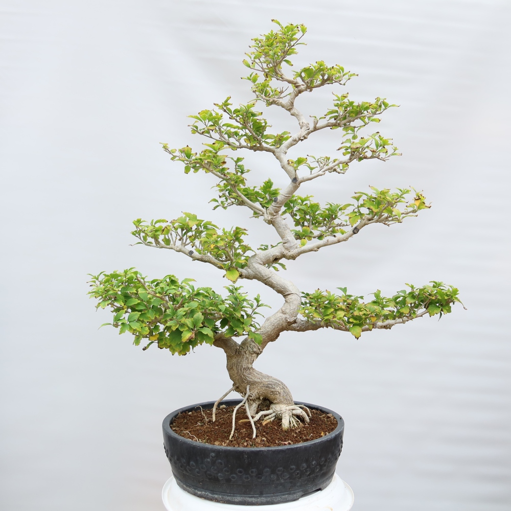 Outdoor Bonsai - Hibiscus syriacus - Syrian Hibiscus