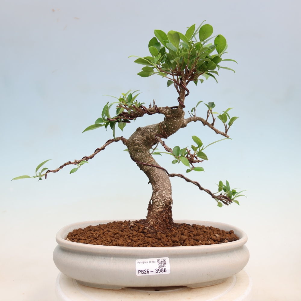 Room bonsai - Ficus kimmen - small-leaved ficus