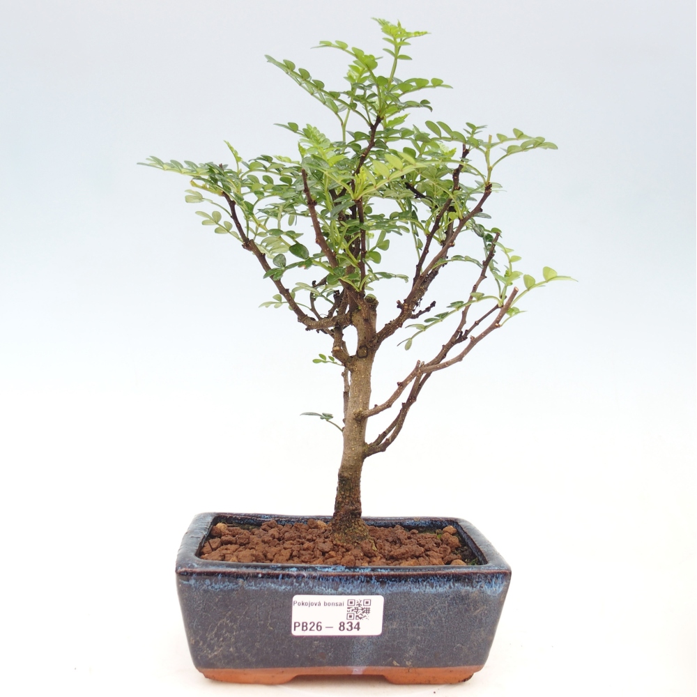 Room bonsai - Zantoxylum piperitum - pepper tree