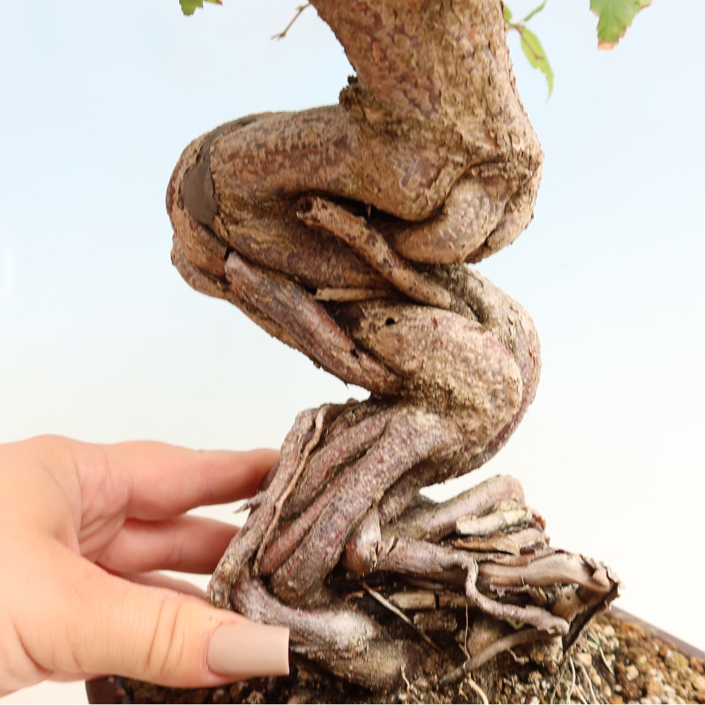 Outdoor bonsai -Carpinus CARPINOIDES - Korean Hornbeam