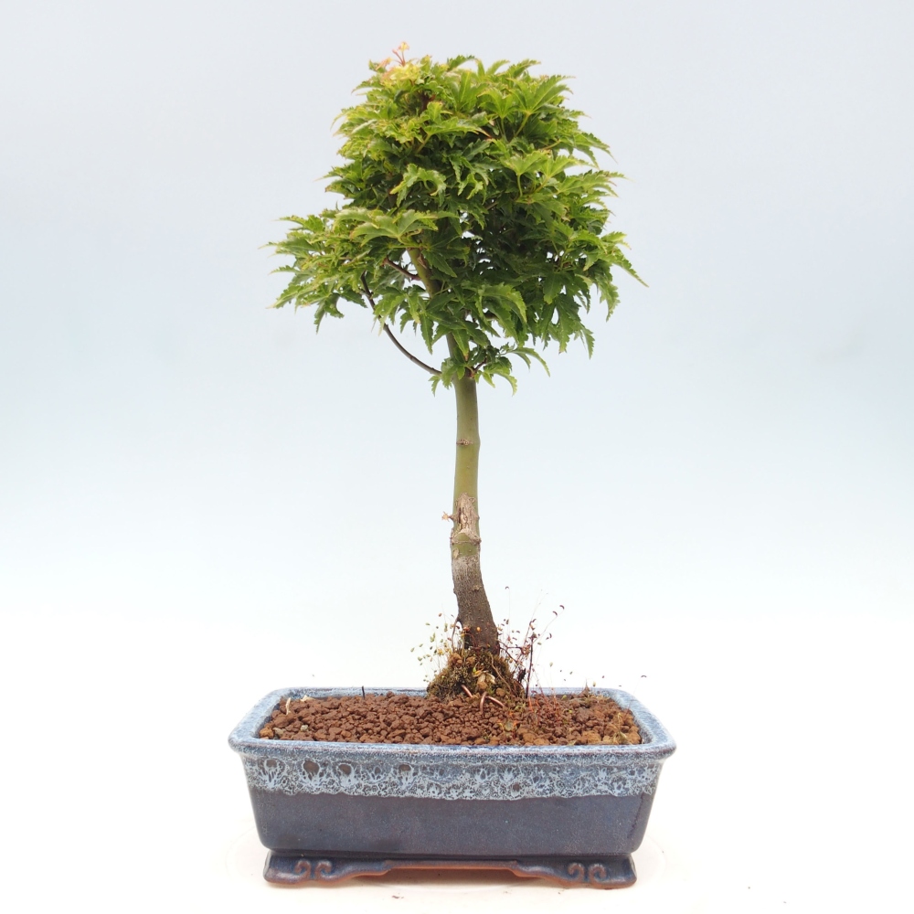 Outdoor bonsai - Acer palmatum Shishigashira maple
